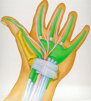 diagram of hand